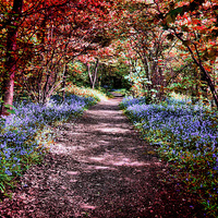 Buy canvas prints of  Blue bell Pathway by Marie Castagnoli