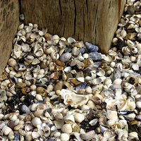 Buy canvas prints of  Sea Shell Selection by Marie Castagnoli