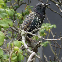 Buy canvas prints of    The Starling  by Marie Castagnoli