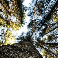 Buy canvas prints of Tall Trees by James Combe