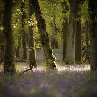 Buy canvas prints of  Kinclaven bluebells by Ian Potter