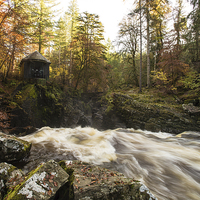 Buy canvas prints of  Autumnal Beauty at The Hermitage, Perthshire by Ian Potter