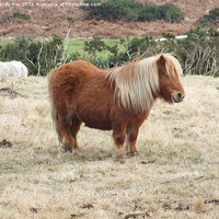 Buy canvas prints of Shetland Pony by Mandy Hay