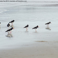 Buy canvas prints of Oystercatchers Lineup by Mandy Hay
