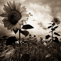 Buy canvas prints of Sunflowers by Paula Puncher