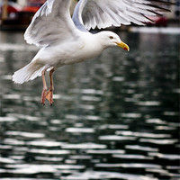 Buy canvas prints of Seagull in Fight by Paula Puncher