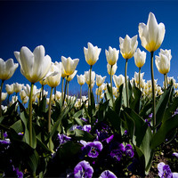 Buy canvas prints of Tulips by Paula Puncher