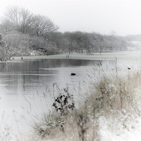 Buy canvas prints of Marsh in snow by Paula Puncher