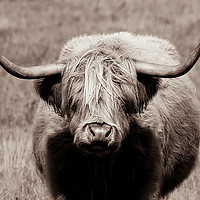Buy canvas prints of Highland Cow Stare by Paula Puncher