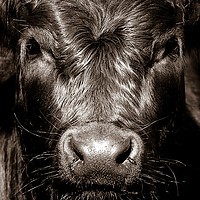 Buy canvas prints of Cow Face  by Paula Puncher
