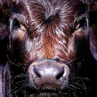 Buy canvas prints of Staring Cow by Paula Puncher