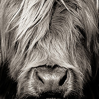 Buy canvas prints of Highland cow close up by Paula Puncher