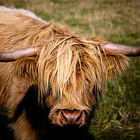 Buy canvas prints of Highland Cow  by Paula Puncher