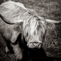 Buy canvas prints of Highland cow in monochrome  by Paula Puncher