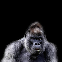 Buy canvas prints of Gorilla Portrait by Paula Puncher