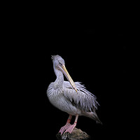 Buy canvas prints of Pelican  by Paula Puncher