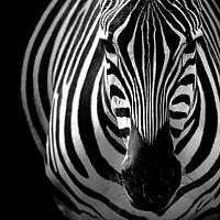 Buy canvas prints of Zebra portrait by Paula Puncher