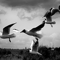 Buy canvas prints of Gulls by Paula Puncher