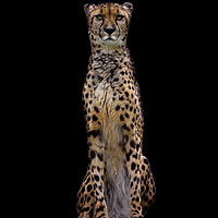 Buy canvas prints of Cheetah by Paula Puncher