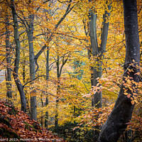 Buy canvas prints of golden autumnal trees leaves and colours  by Tom Hibberd