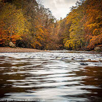 Buy canvas prints of autumn colours, trees, river, by Tom Hibberd