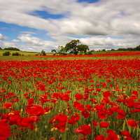 Buy canvas prints of  Poppy field in Northumberland by Tom Hibberd