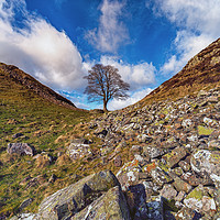Buy canvas prints of Sycamore Gap, Northumberland part of Hadrian's Wal by Tom Hibberd