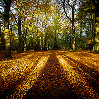 Buy canvas prints of Autumnal gold by Tom Hibberd
