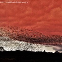 Buy canvas prints of  Starling Murmuration by andrew gaines