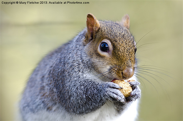 Grey Squirrel Picture Board by Mary Fletcher
