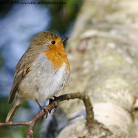 Buy canvas prints of Robin by Mary Fletcher
