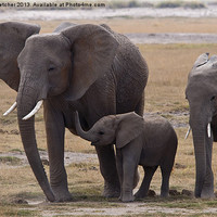 Buy canvas prints of Elephant Family by Mary Fletcher