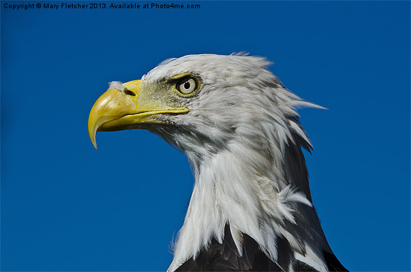 Bald Eagle Picture Board by Mary Fletcher