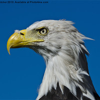 Buy canvas prints of Bald Eagle by Mary Fletcher