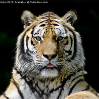 Buy canvas prints of Tiger, Tiger! by Mary Fletcher