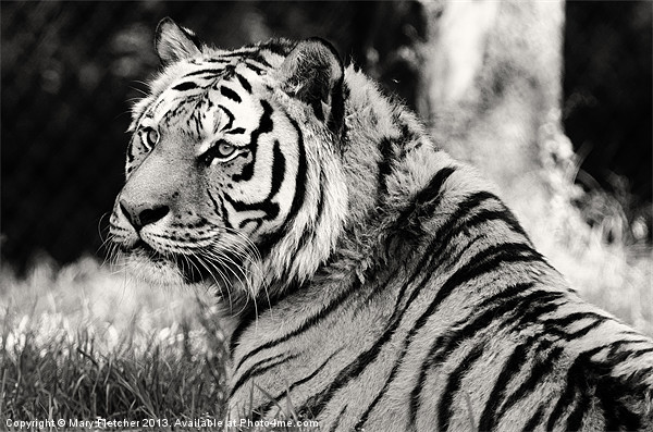 Tiger in Black and White Picture Board by Mary Fletcher