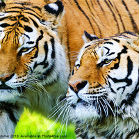 Buy canvas prints of Two Tigers by Mary Fletcher