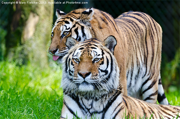 A Pair of Tigers Picture Board by Mary Fletcher