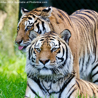 Buy canvas prints of A Pair of Tigers by Mary Fletcher