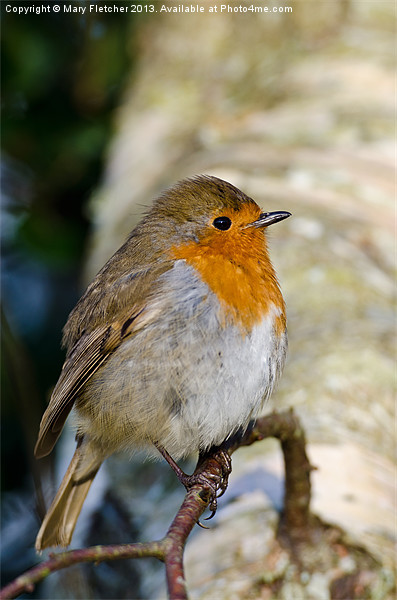 Robin (Erithacus rubecula) Picture Board by Mary Fletcher