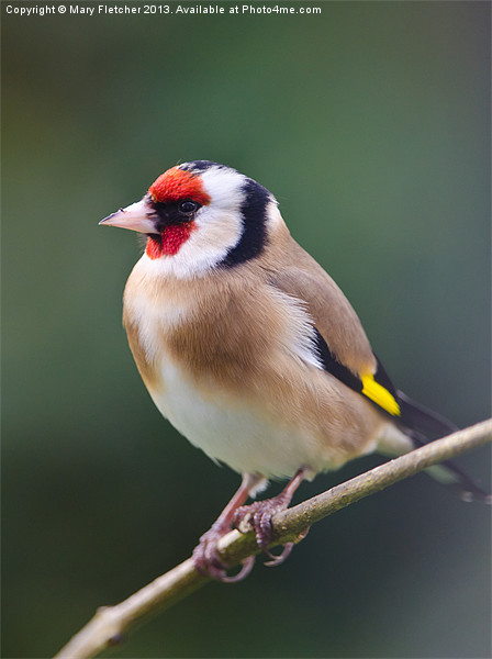 Goldfinch (Carduelis carduelis) Picture Board by Mary Fletcher
