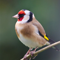 Buy canvas prints of Goldfinch (Carduelis carduelis) by Mary Fletcher
