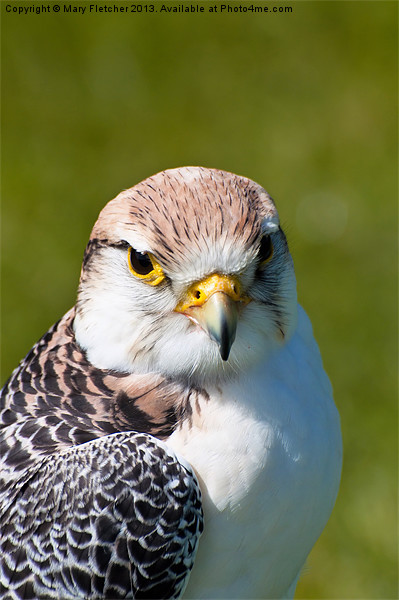 Peregrine Falcon (Falco peregrinus) Picture Board by Mary Fletcher