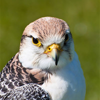 Buy canvas prints of Peregrine Falcon (Falco peregrinus) by Mary Fletcher