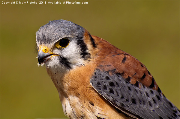 American Kestrel (Falco sparverius) Picture Board by Mary Fletcher