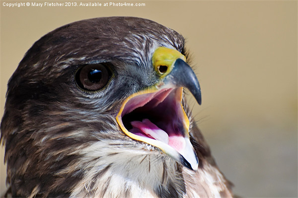 Peregrine Falcon (Falco peregrinus) Picture Board by Mary Fletcher