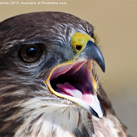 Buy canvas prints of Peregrine Falcon (Falco peregrinus) by Mary Fletcher