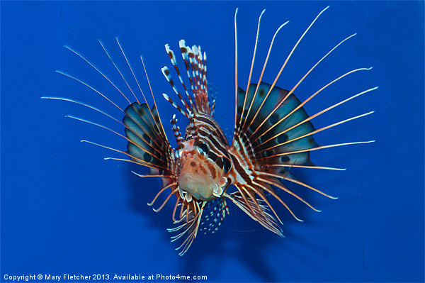 Lionfish Picture Board by Mary Fletcher