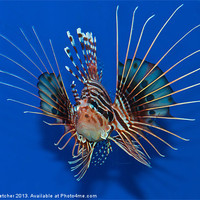 Buy canvas prints of Lionfish by Mary Fletcher