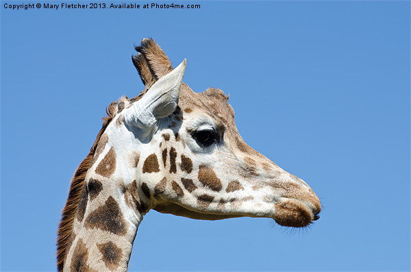 Giraffe (Giraffa camelopardalis) Picture Board by Mary Fletcher